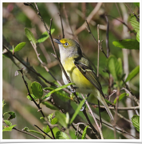 White-eyed Vireo